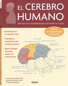 El cerebro humano